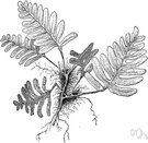 Polypodium polypodioides - fern growing on rocks or tree trunks and having fronds greyish and scurfy below
