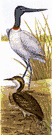 Xenorhyncus asiaticus - large mostly white Australian stork
