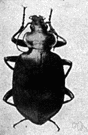 calosoma - any beetle of the genus Calosoma