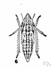 Leafhopper - definition of leafhopper by The Free Dictionary