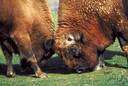 bison - any of several large humped bovids having shaggy manes and large heads and short horns