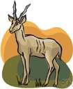 Tragelaphus imberbis - a smaller variety of kudu