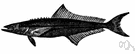 Rachycentron - genus and family are coextensive and comprise only the cobia