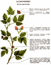 Rubus spectabilis - large erect red-flowered raspberry of western North America having large pinkish-orange berries