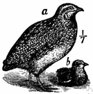 Coturnix coturnix - the typical Old World quail