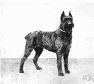 Bouvier des Flandres - The Free Dictionary