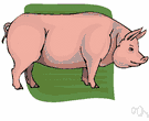 grunter - domestic swine