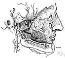 external maxillary artery - an artery that originates in the external carotid and gives off branches that supply the neck and face