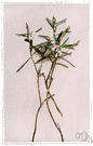 statice - any of various plants of the genus Limonium of temperate salt marshes having spikes of white or mauve flowers