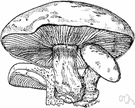 Clitocybe nuda - edible agaric that is pale lilac when young