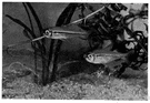 characid - any freshwater fish of the family Characinidae