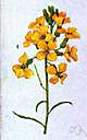 wallflower - any of numerous plants of the genus Erysimum having fragrant yellow or orange or brownish flowers
