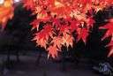 full moon maple - leaves deeply incised and bright red in autumn