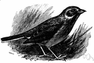 Grass finch - usually brightly-colored Australian weaverbirds