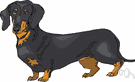 Badger dog - small long-bodied short-legged German breed of dog having a short sleek coat and long drooping ears