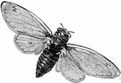 cicada - stout-bodied insect with large membranous wings