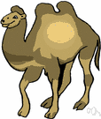 camel - cud-chewing mammal used as a draft or saddle animal in desert regions