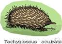 echidna - a burrowing monotreme mammal covered with spines and having a long snout and claws for hunting ants and termites