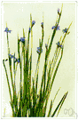Sisyrinchium - chiefly North American grasslike herbs
