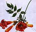 fire bush - evergreen South American shrub having showy trumpet-shaped orange flowers