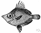 genus Capros - a genus of fish in the family Caproidae
