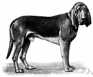 sleuthhound - a breed of large powerful hound of European origin having very acute smell and used in tracking