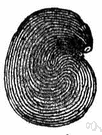 nucellus - central part of a plant ovule