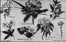 family Ericaceae - heathers