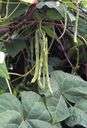 bean plant - any of various leguminous plants grown for their edible seeds and pods