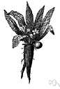 mandrake root - the root of the mandrake plant