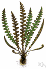 ceterach - small genus of Old World ferns