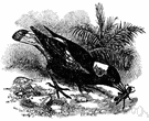 genus Gymnorhina - in some classifications placed in the family Laniidae: Australian piping crows