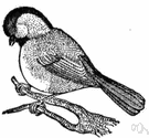 chickadee - any of various small grey-and-black songbirds of North America