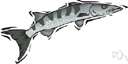 great barracuda - large (up to 6 ft) greyish-brown barracuda highly regarded as a food and sport fish