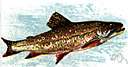 trout - flesh of any of several primarily freshwater game and food fishes