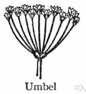 umbel - flat-topped or rounded inflorescence characteristic of the family Umbelliferae in which the individual flower stalks arise from about the same point