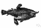 batfish - bottom-dweller of warm western Atlantic coastal waters having a flattened scaleless body that crawls about on fleshy pectoral and pelvic fins