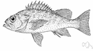 rasher - a commercially important fish of the Pacific coast of North America