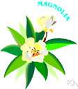 magnolia family - subclass Magnoliidae: genera Liriodendron, Magnolia, and Manglietia
