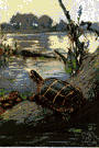painted turtle - freshwater turtles having bright yellow and red markings