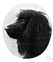 American water spaniel - breed of medium-sized spaniels originating in America having chocolate or liver-colored curly coat