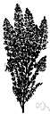 Aspalathus - genus of South African heathlike shrubs