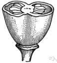 biloculate - divided into or containing two cells or chambers