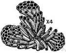 phylum Bryozoa - marine or freshwater animals that form colonies of zooids