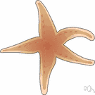 starfish - echinoderms characterized by five arms extending from a central disk
