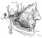 arteria maxillaris - either of two arteries branching from the external carotid artery and supplying structure of the face