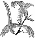 honey locust - tall usually spiny North American tree having small greenish-white flowers in drooping racemes followed by long twisting seed pods