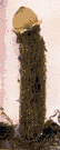 Calostoma lutescens - a gasteromycete with a leathery stalk and a fruiting body that is globose and has a pale yellow spore case