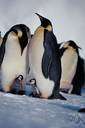 Aptenodytes forsteri - the largest penguin