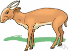 ruminant - any of various cud-chewing hoofed mammals having a stomach divided into four (occasionally three) compartments